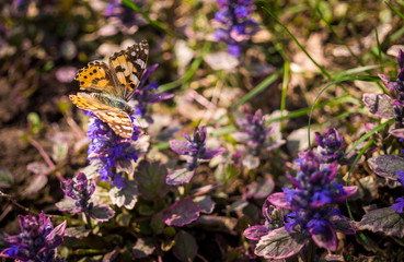 Bright butterfly and spring blossoming cornflowers