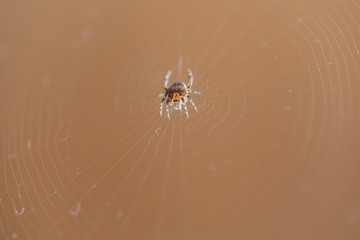The spider sits on the weaved web and waits for the victim. Close up, macro