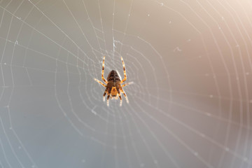 The spider sits on the weaved web and waits for the victim. Close up, macro