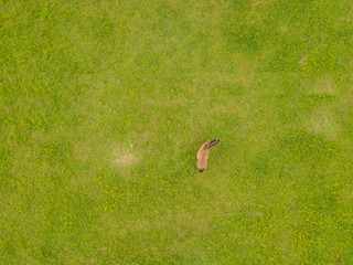 Aerial view of horses on pasture