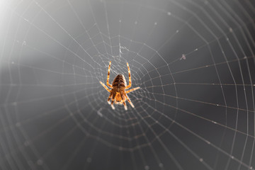 The spider sits on the weaved web and waits for the victim. Close up, macro