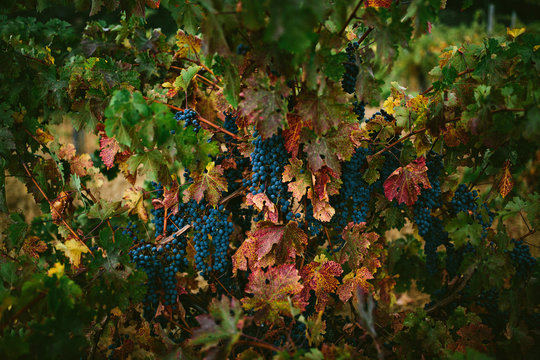 Grapes at Vineyard