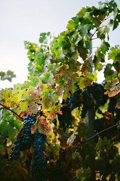 Grapes at Vineyard