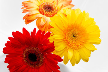 Beautiful spring, blooming bouquet of gerberas, on a white background close-up, macro