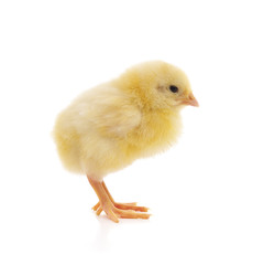 Small yellow chicken.