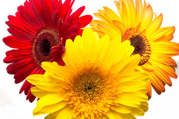 Beautiful spring, blooming bouquet of gerberas, on a white background close-up, macro
