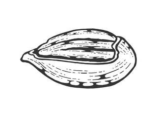 Pecan nut sketch engraving vector illustration. Scratch board style imitation. Black and white hand drawn image.