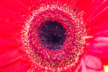  Pistils, stamens of a beautiful, magnificent, blooming, spring gerbera close-up. Macro.