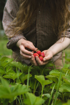 Woman picking berries
