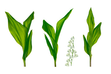 Fototapeta na wymiar Lily of the valley flower on white background