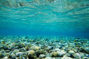underwater scene with copy space