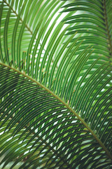 nature poster. leaf of palm