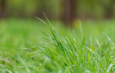 green grass after a spring rain
