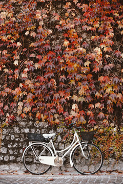 Bicycle against ivy wall