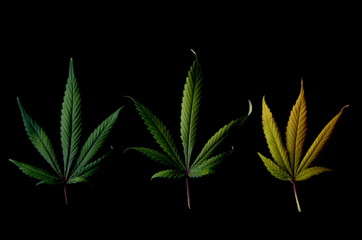 Three marijuana fan leaves against a black background and dramatic lighting to showcase the changing colors, a concept for growth of cannabis plants and progression from seedling through to flowering.