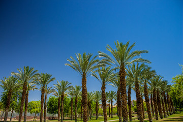 palm trees park outdoor city square ecological green space for walking and promenade, bright colors and summer hot season weather time 