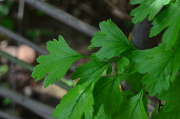 green leaves in the garden