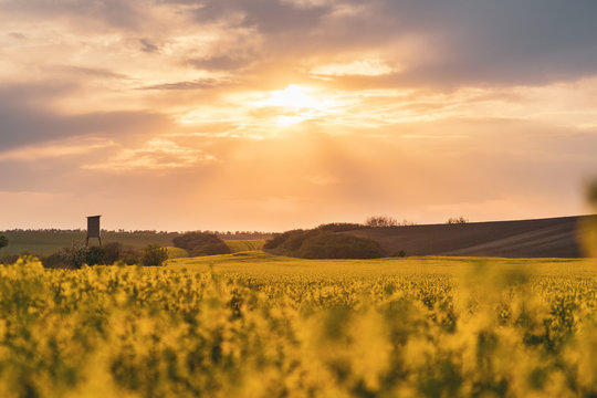 Beautiful landscape of canola field at sunset. The flower pollen is floating in the air. In the distance, a visible hunting pulpit. Visible fields not sown.