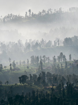 Sunrise shining through a foggy forest