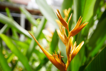 Close-up of tropical flower