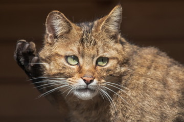 Wildkatze