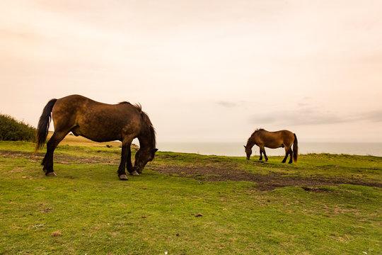 Horses