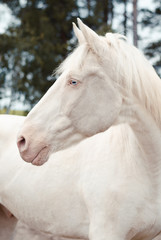 portrait of beautiful white isabella horse with blue eyes in autumn