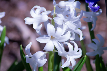 Spring Flowers Blooming