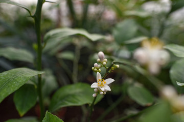 Lemon blossom