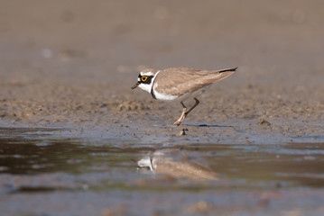 Little ringed plover, real wildlife