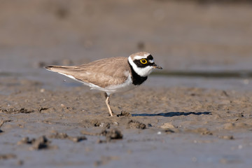 Little ringed plover, real wildlife