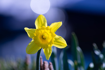 Spring Flowers Blooming