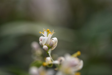Lemon blossom