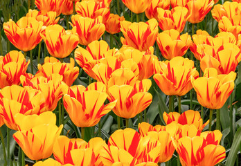 Colourful background of sunlit blooming yellow-red tulips in Keukenhof flower garden, the most beautiful spring garden in the world. Lisse, South Holland, Netherlands.