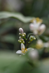 Obraz na płótnie Canvas Lemon blossom
