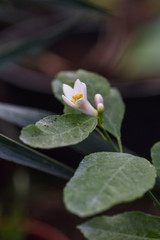 Lemon blossom