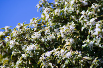 Spring Flowers Blooming