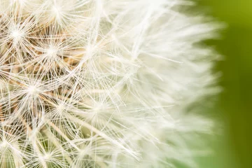 Zelfklevend Fotobehang Close Up of Dandelion Seeds on Flower Head © squeebcreative