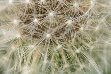 Close Up of Dandelion Seeds on Flower Head