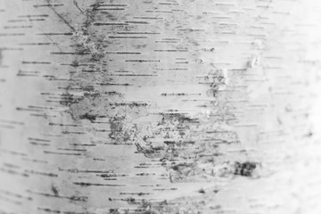 White and Black Stylish Wooden Birch Tree Background, Copy Space for Text and Ideas. 