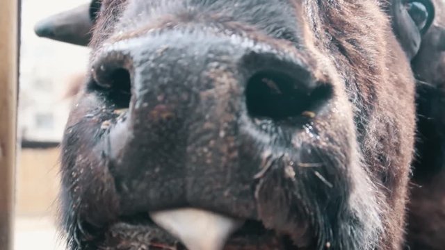 bison sticks out tongue and licks nose, close-up, slow motion