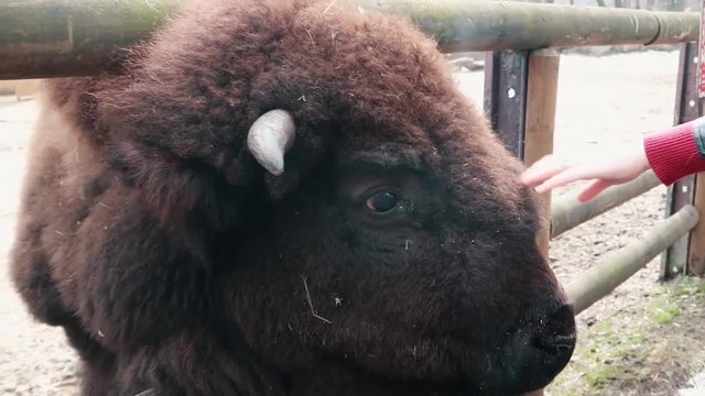 female hand strokes a bison in the face touching soft wool slow motion