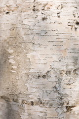 Vertical Image: White Brown Trunk of Birch Tree Texture, Elegant Wooden Background with Copy Space for Text.