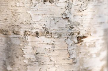 Obraz premium Abstract White – Beige Nature of Wood with Bark, Background with Copy Space for Text.