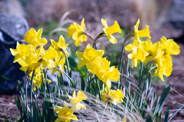 Spring Flowers Blooming