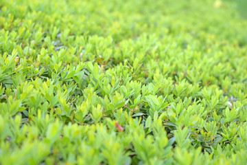 Stock photo green leaves foliage texture background
