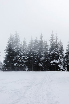 Snowy pines in the fog