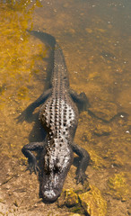 Top view of a male, mature alligator resting on a shoreline, collecting heat for energy  at the Big Cypress national preserve on a sunny winter day
