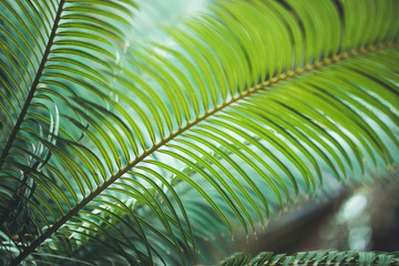 nature poster. leaf of palm