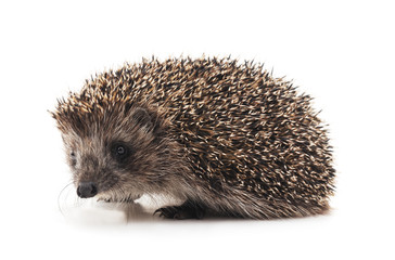 One brown hedgehog.